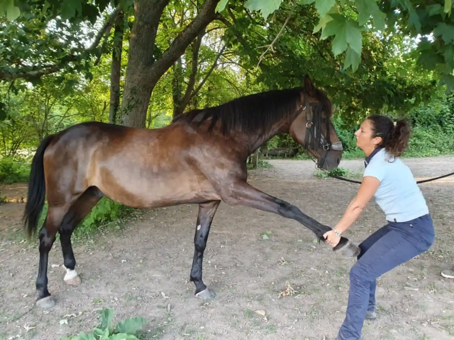osteopathe-animalier-haute-garonne-31