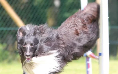 L’importance de l’ostéopathie dans la prévention des blessures chez les animaux sportifs