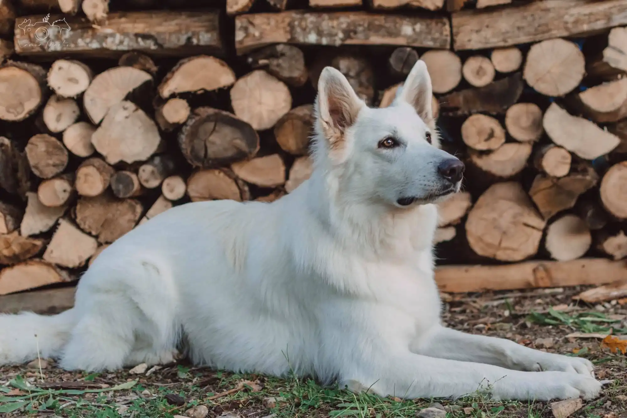 osteopathie-chien
