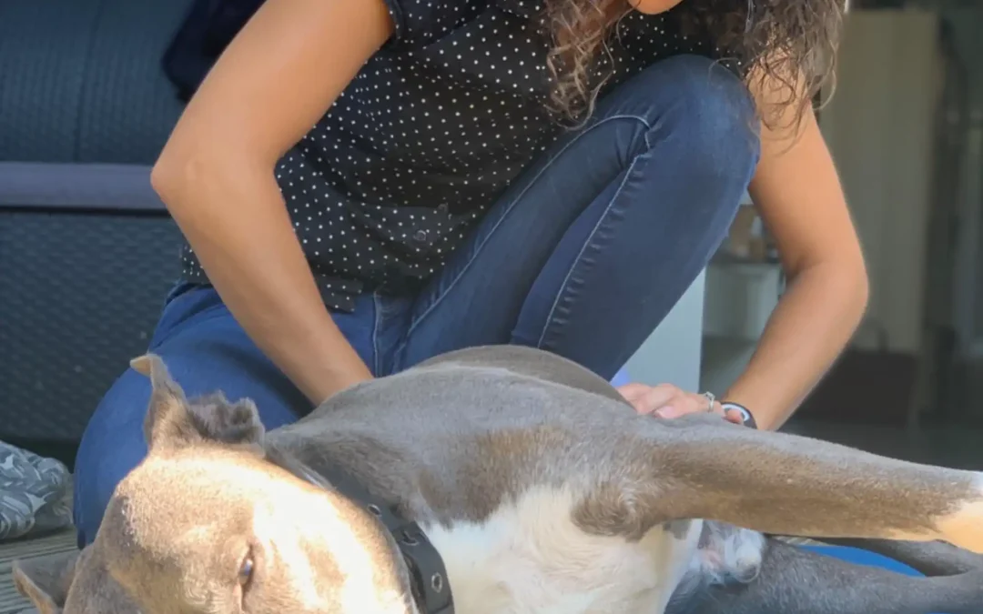 Comment reconnaître les signes de douleur chez les animaux de compagnie