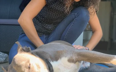Comment reconnaître les signes de douleur chez les animaux de compagnie